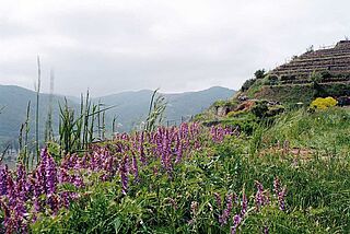 Weinberg in der Wachau Weinberg in der Wachau