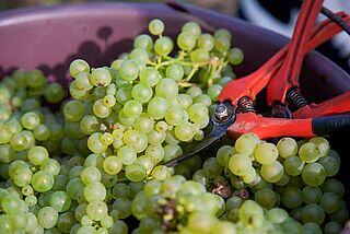 Chenin Blanc Trauben bei der Ernte