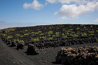 Weinfeld auf den Kanaren, schwarze Erde, blauer Himmel Weinfeld auf den Kanaren, schwarze Erde, blauer Himmel