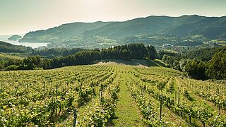 Weinberge in Txakoli