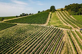 Weinberg Riffel Rehinhessen