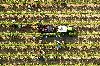 Arbeit im Weinberg von Minuty