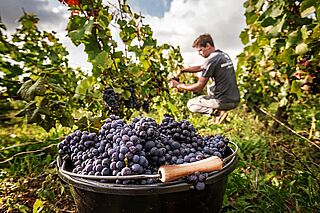 Champagne Arbeit im Weinberg