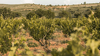 Die Weinfelder der Bodegas Antidoto