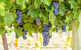 Malbec Trauben hängen am Rebstock und die Sonne scheint