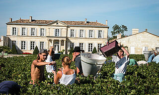 Bordeaux Ernte