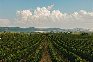 Die Landschaft Apuliens