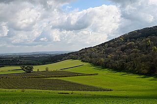 Weinberge in Grossbritannien