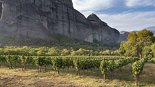 Weinberge auf dem Peloponnes Weinberge auf den Peloponnes