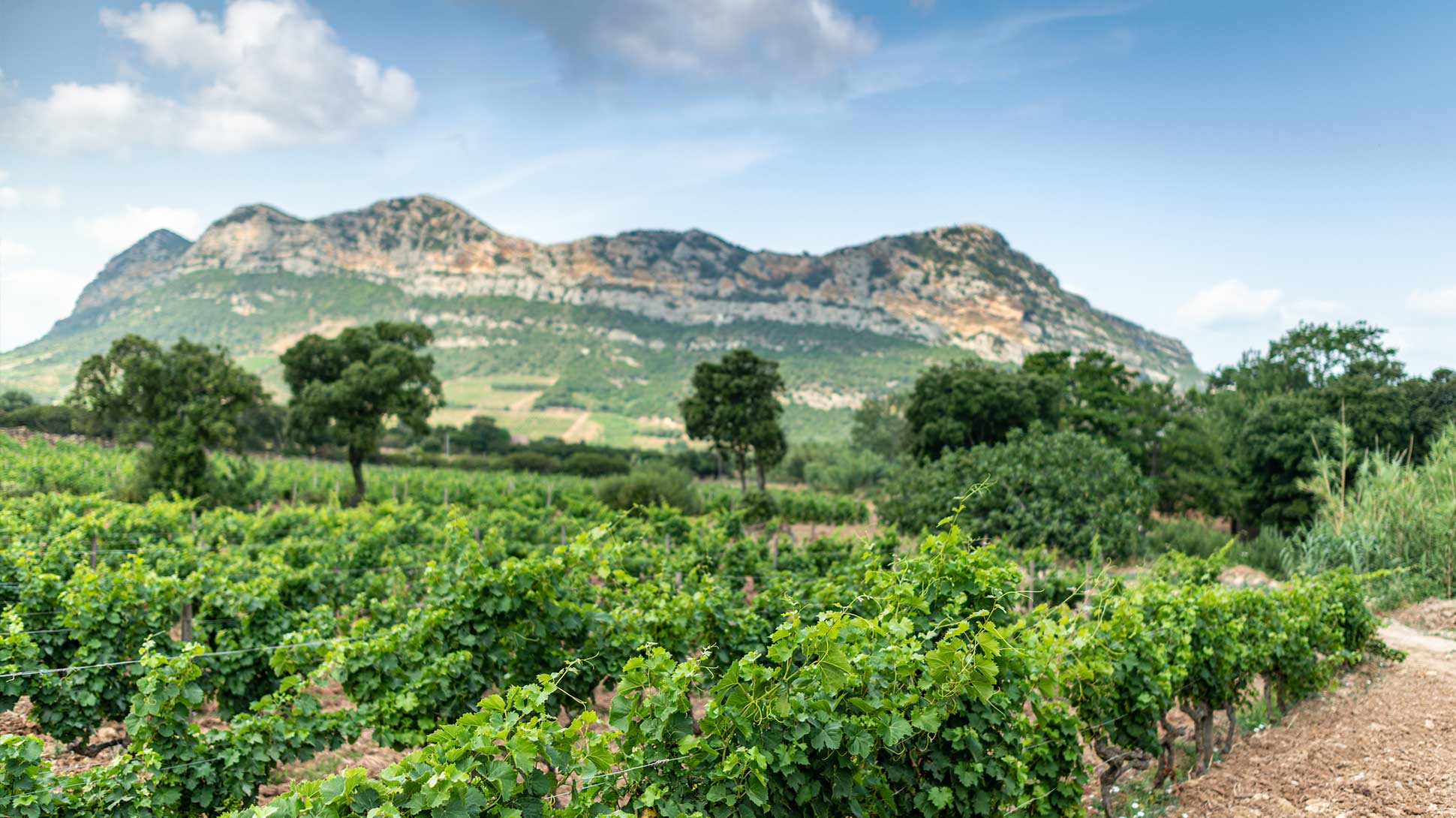 Weinberg auf Korsika Weinberg auf Korsika
