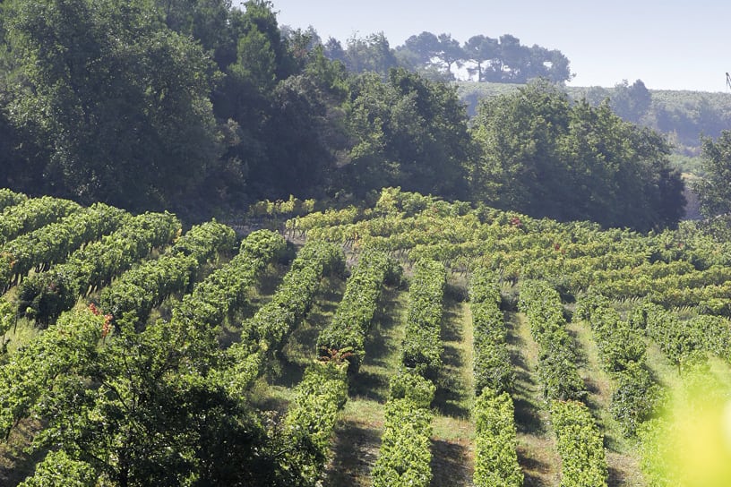 Weinlandschaft Rhone Weinlandschaft Rhone, Weinberg