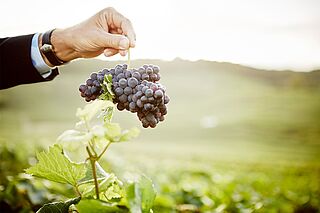 Krug Weinberg