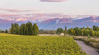 Mendoza Weinlandschaft