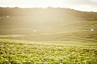 Krug Weinberge
