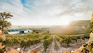 Weinfelder des Weinguts Bodegas Emilio Moro