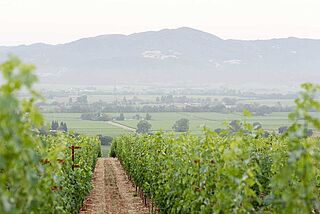 Dalla Valle