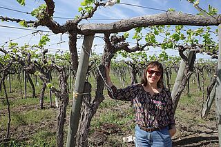 In den Weinbergen