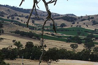 Weinberge