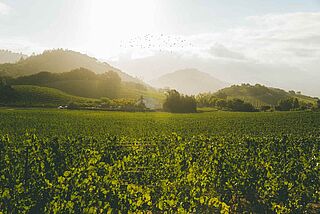 Quintessa Weinberge im Sonnenschein