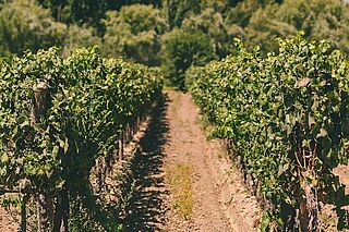 Weinberge Michelini i Muffato Mendoza