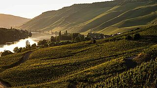 Weinberge an der Mosel