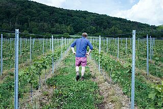Weingarten von Krack Sekthaus Weingarten von Krack Sekthaus
