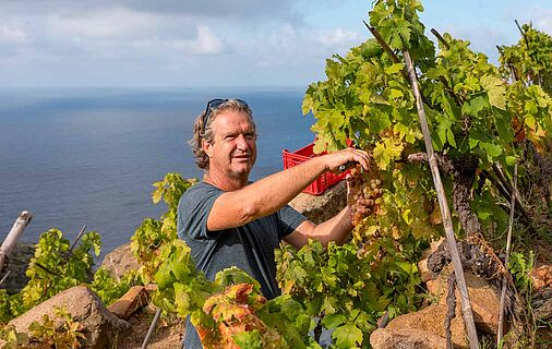 Bibi Graetz bei der Weinlese