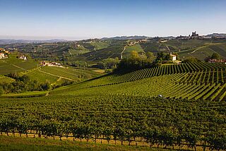 Weinberge von Fratelli Seghesio