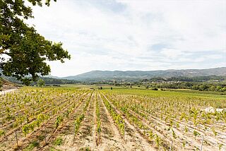 Weinfeld von Niepoort Weinfeld, Weingut Niepoort
