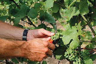 Weinlese Oetinger
