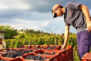 Person bei der Lese bei Saint Georges Cote Pavie