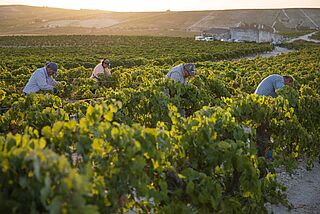Weinberg von Bodega Luis Perez