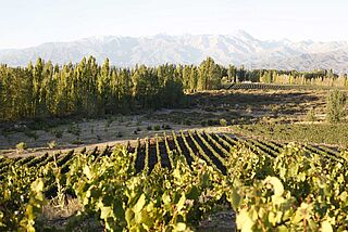 Weinberge von PerSe