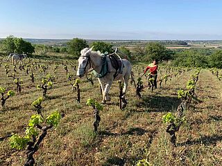 Arbeit auf dem Weinberg bei der Domaine Les Aurelles