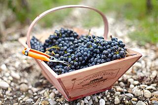 Weinlese auf dem Weinfeld Grand Puy Lacoste