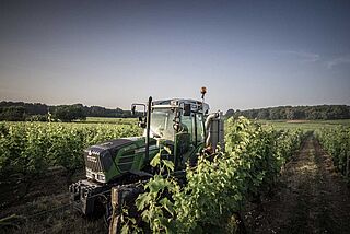 Weinberge von Domaine Filliatreau