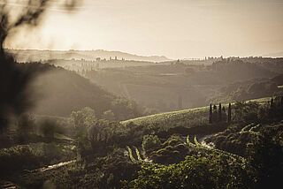 Weinfelder vom Weingut Tenuta Tignanello