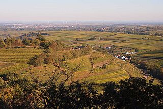 Dr. Wehrheim Weinberge von Dr. Wehrheim