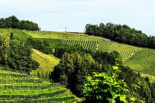 Ansicht des Weinberges Kapellenweingarten