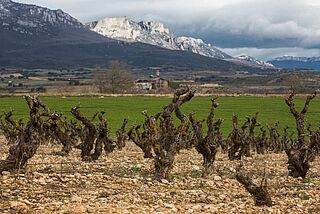 Oxer Wines Rioja Weinberge vor Gebirbe