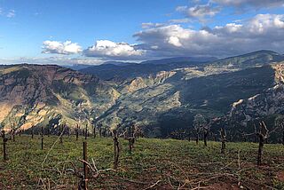 Tetramythos Weinberge mit Gebirge im Hintergrund
