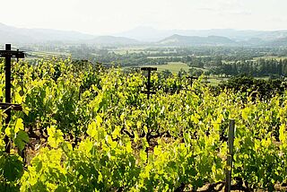 Kongsgaard Wine