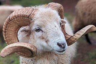 Ein Schaf
