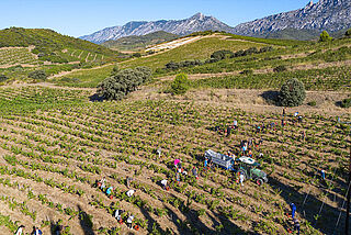 Weinberge Mas Amiel