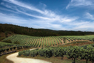 Weinberge von Terras Gauda