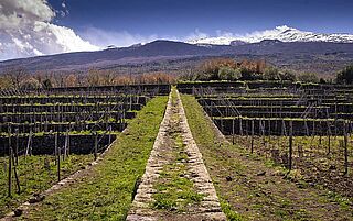 Weingut Tascante, Weinfeld, Weinberge