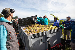 Erntearbeit