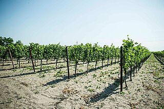 Kracher Weingut