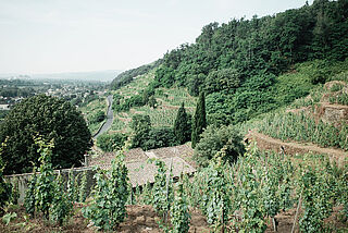Chateau Grillet
