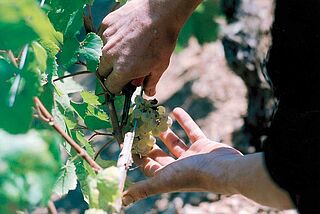 Ernte Cotes de Bourg Ernte Cotes de Bourg